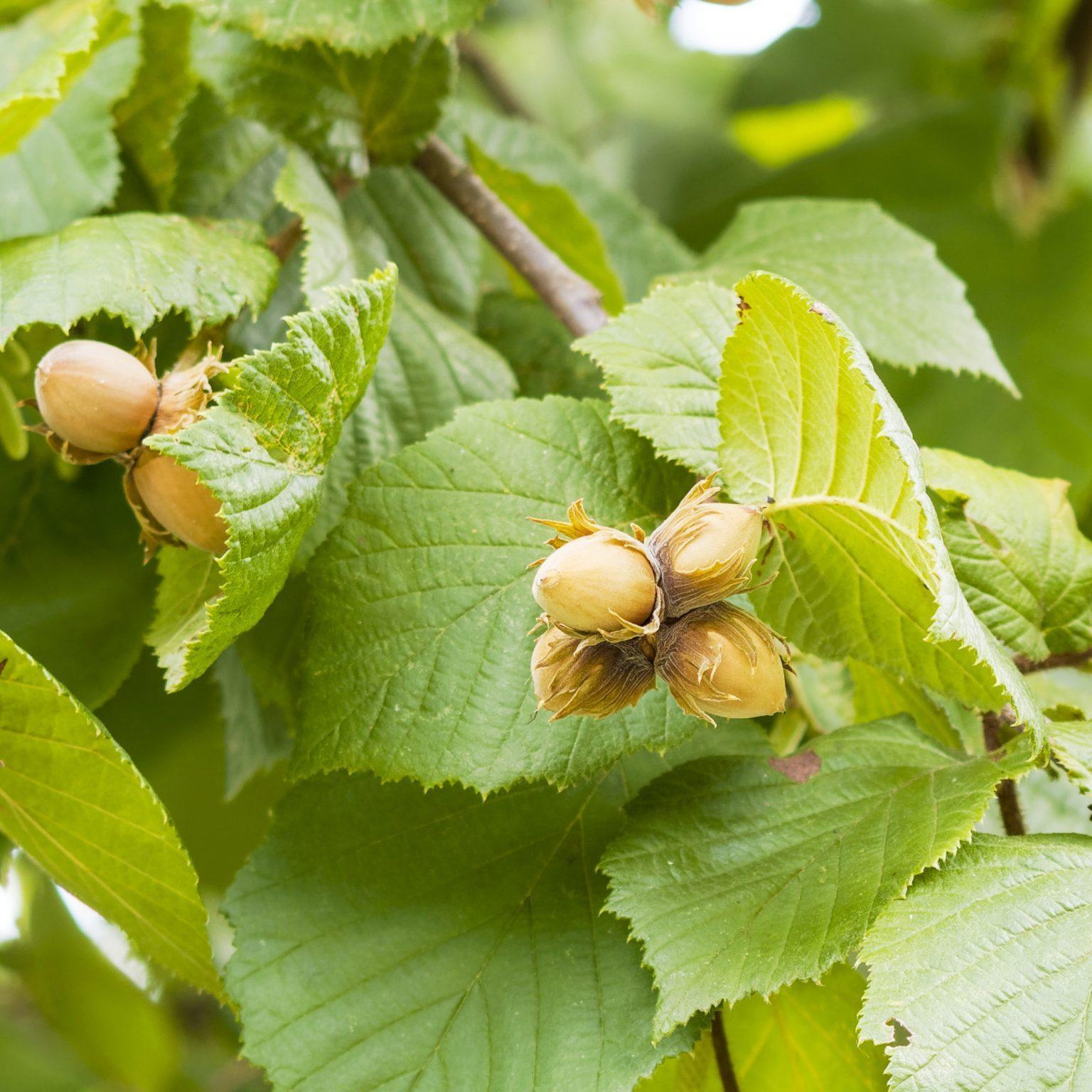 Noisetier Commun Corylus Bio Le Bourgeon Gardencenter Ch