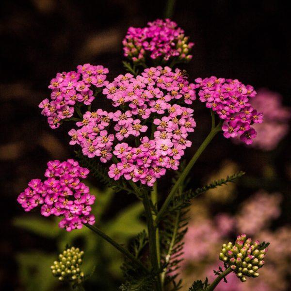 Achillea millefolium rose