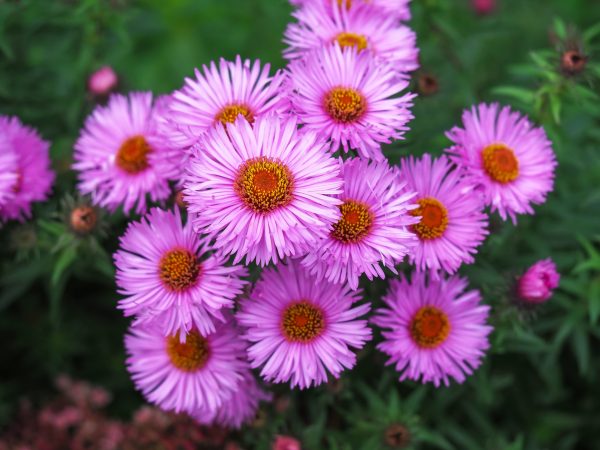 Beautiful pink asters, Aster novae-angliae Hartington's Pink, flowering in a garden
