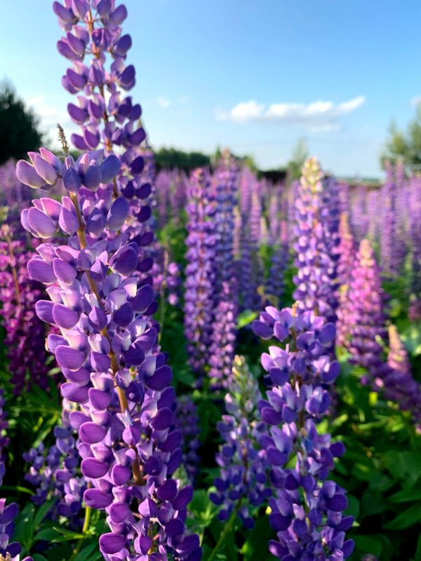 Pied d'alouette pourpre - Delphinium