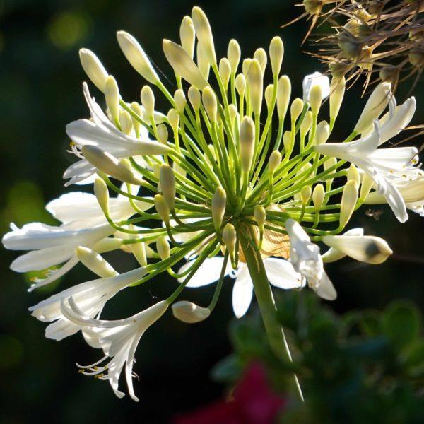 Agapanthus blanc