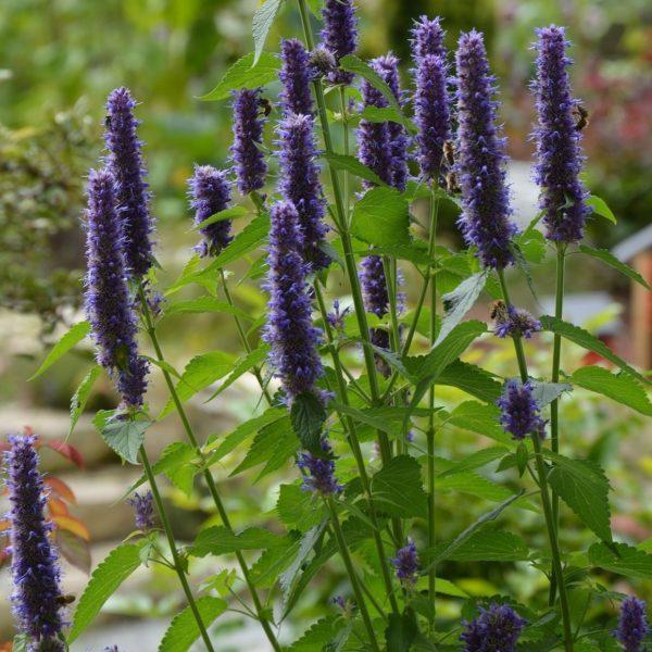 Agastache Black Adder