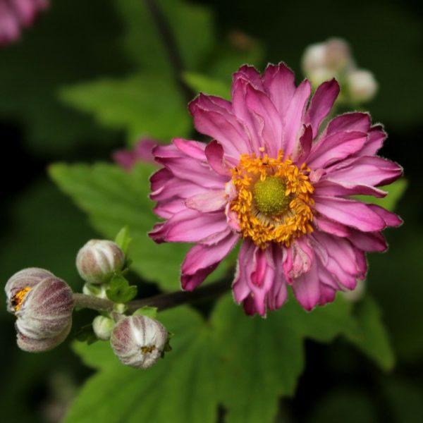 Anemone Pamina