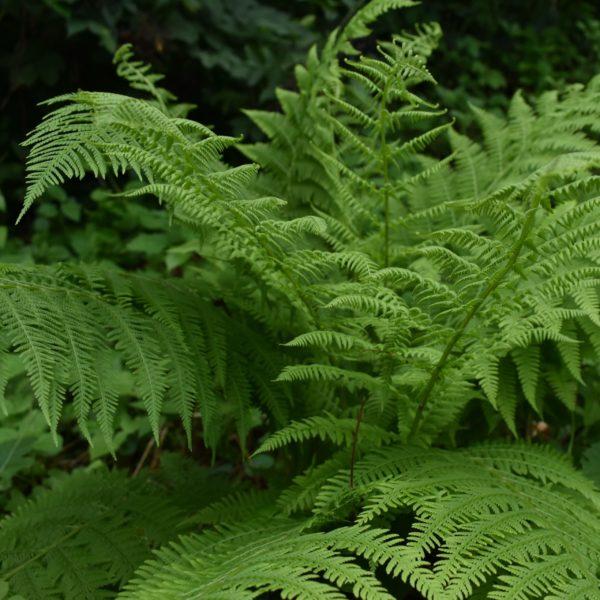 Athyrium filix femina