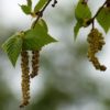 Bouleau verruqueux - Betula-- Bio Le Bourgeon – Image 2