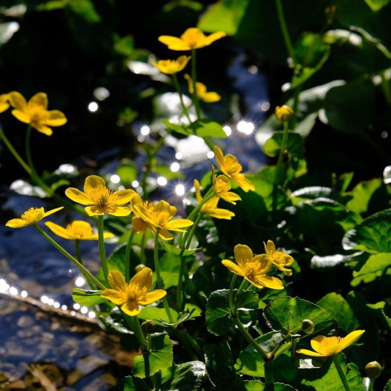 Caltha palustris