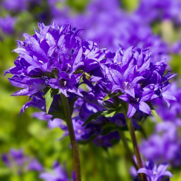 Campanula glomerata