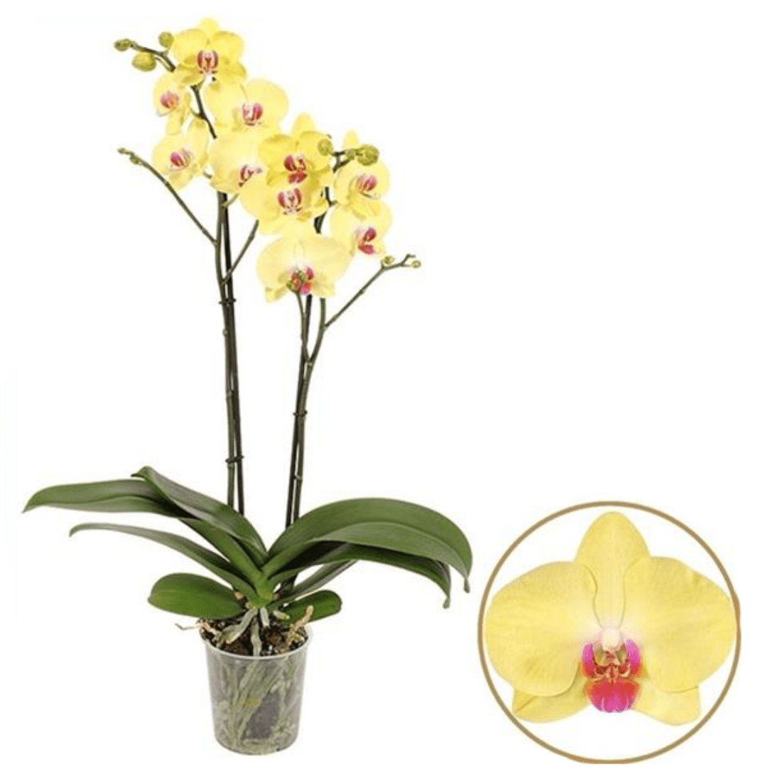 PHALAENOPSIS Plante en pot, orchidée/2 tiges, 12 cm - IKEA Suisse