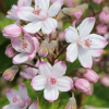 Deutzia 'Mont Rose' -Bio Le Bourgeon