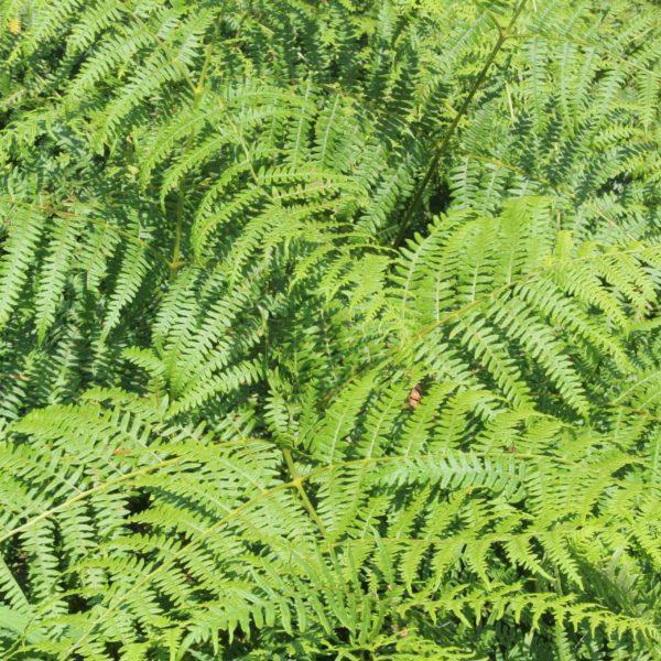 Dryopteris filix mas