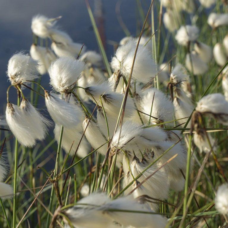 Eriophorum angustifolium
