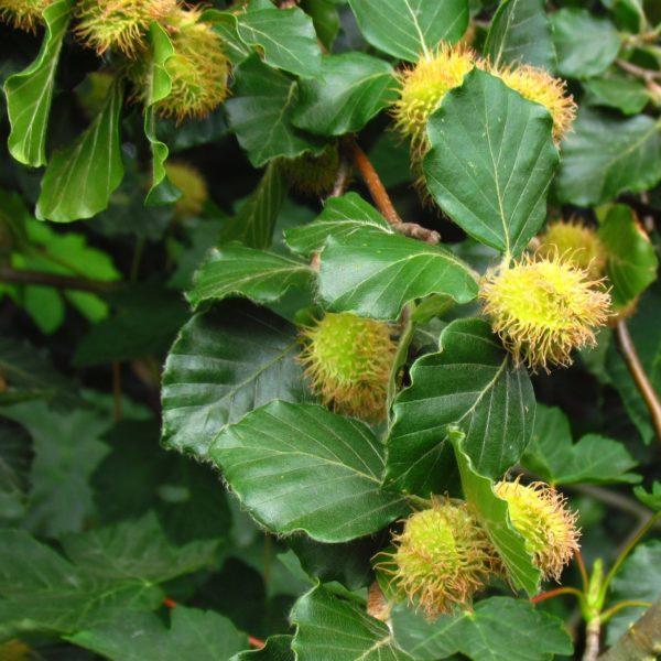 Hêtre commun - Fagus