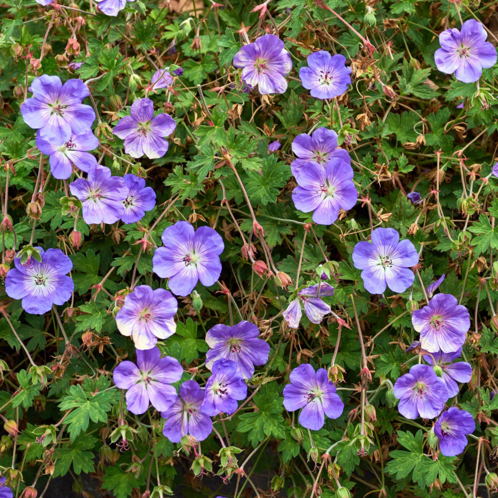 Géranium 'Rozanne' - Geranium - Gardencenter.ch