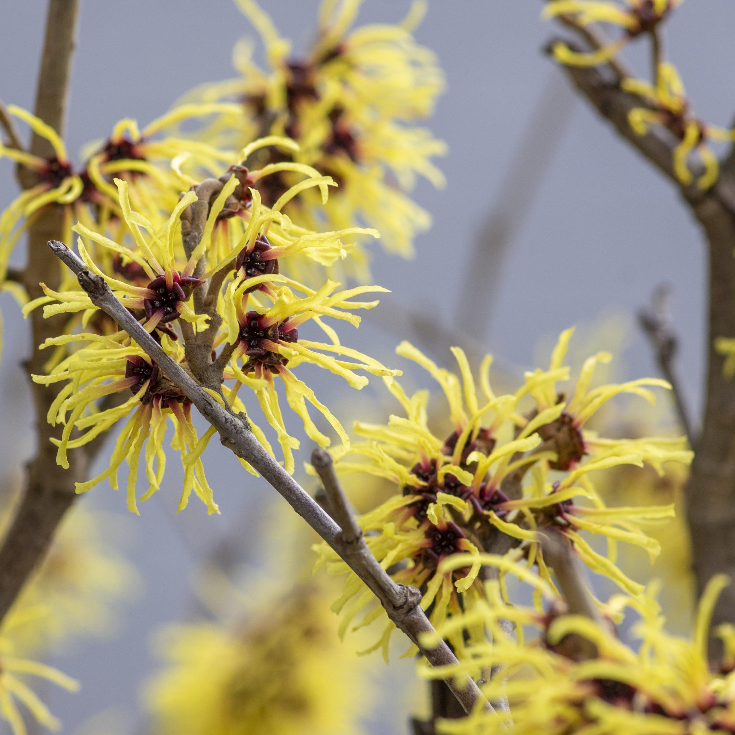https://www.gardencenter.ch/wp-content/uploads/2021/09/Hamamelis-Arnold-Promise-scaled.jpg