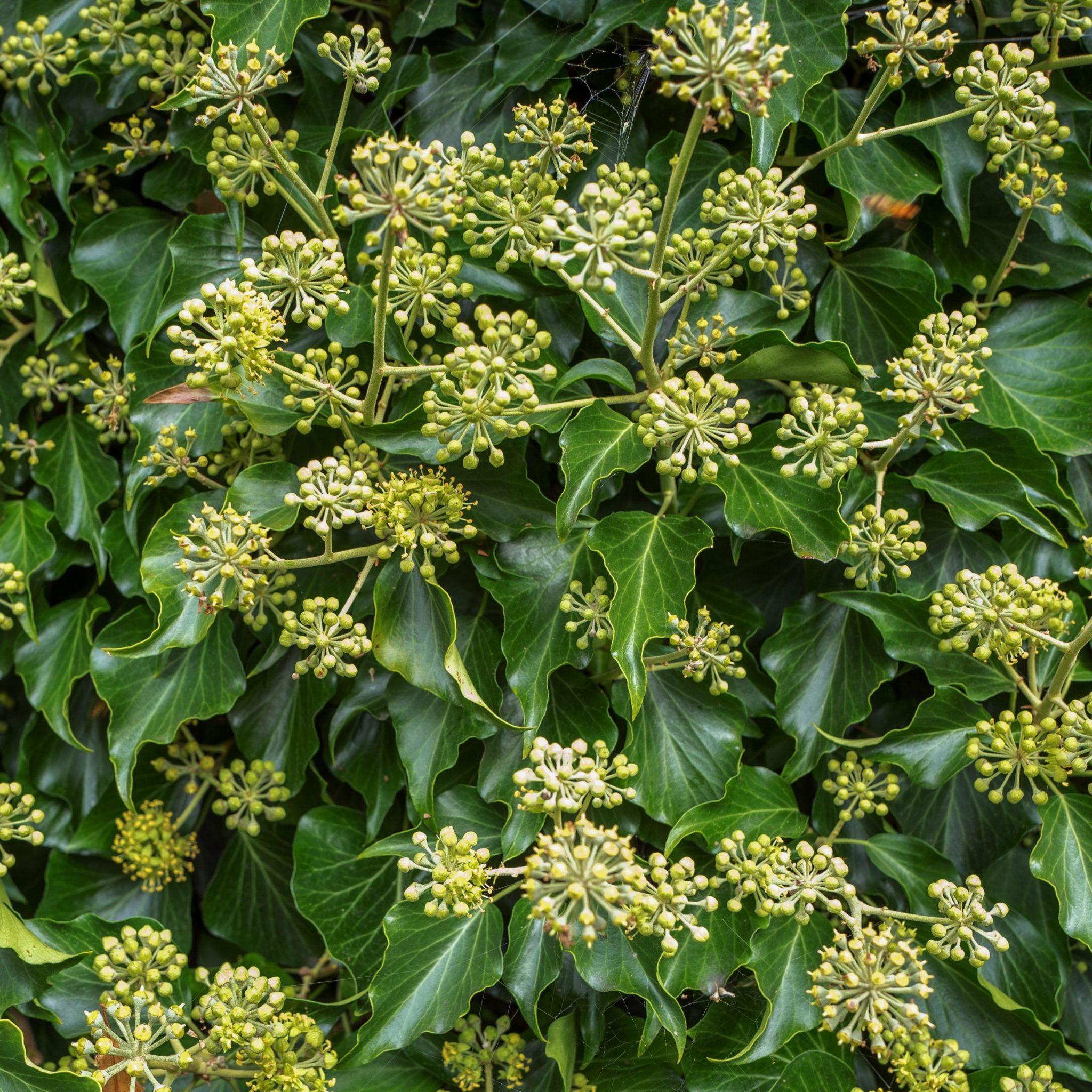 Lierre Commun Arborescens Hedera Gardencenter Ch