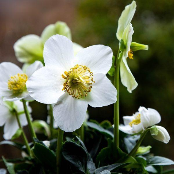 Helleborus niger