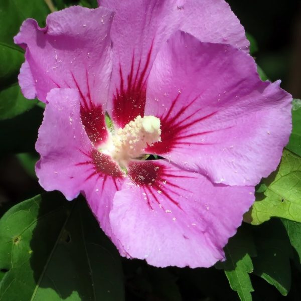 Hibiscus-Woodbridge.jpg