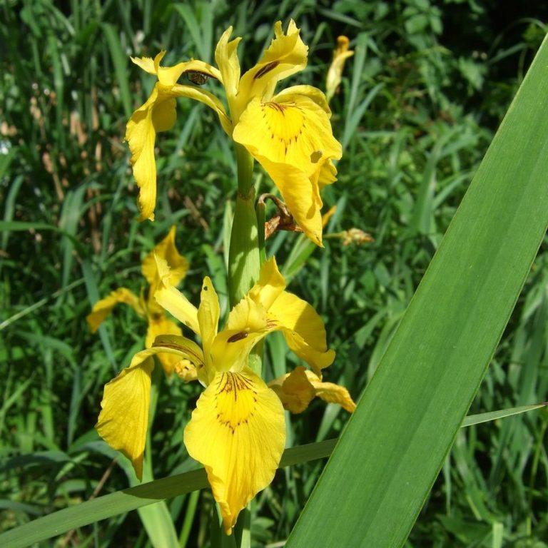 Iris pseudacorus