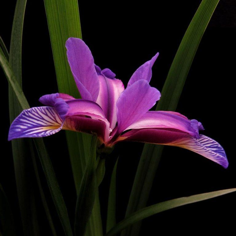 Iris versicolor