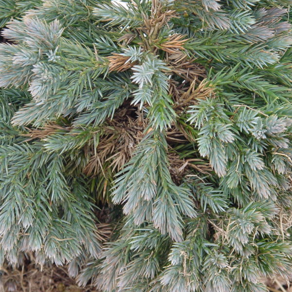 Juniperus-squamata-Blue-Star.jpg