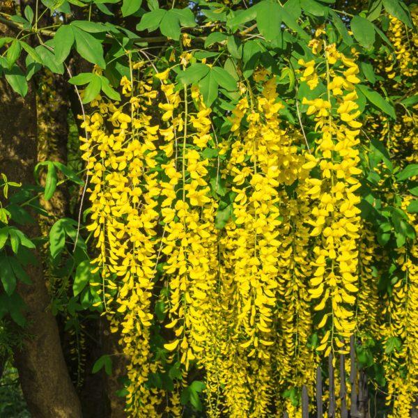 Laburnum watereri Vossi