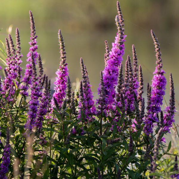 Lythrum salicaria Robert
