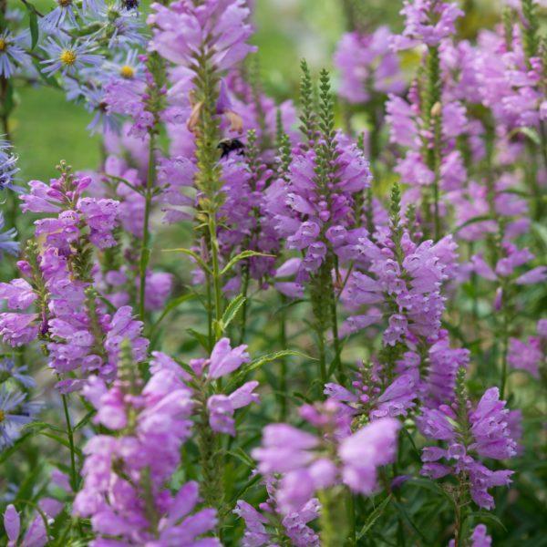 Physostegia virginiana rosea