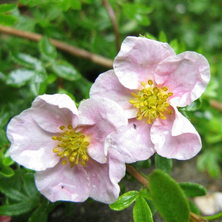 Potentilla fruticosa Blink