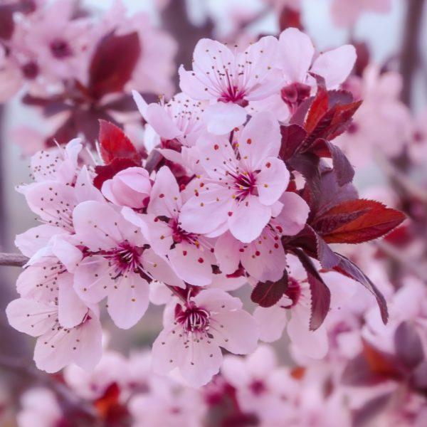 Prunus cerasifera Woodii