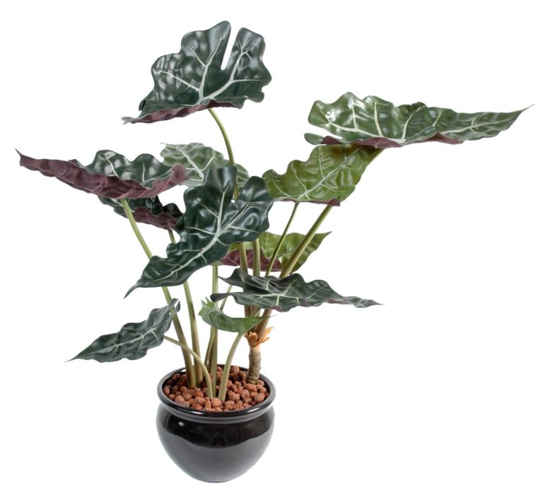 Alocasia artificiel