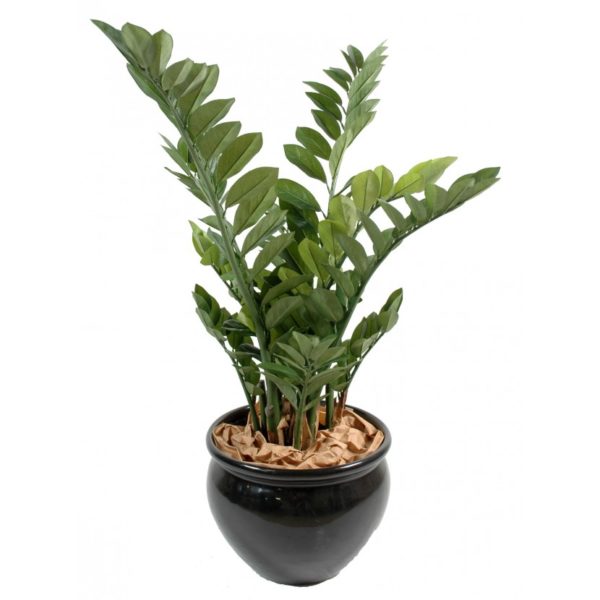 Zamia artificiel