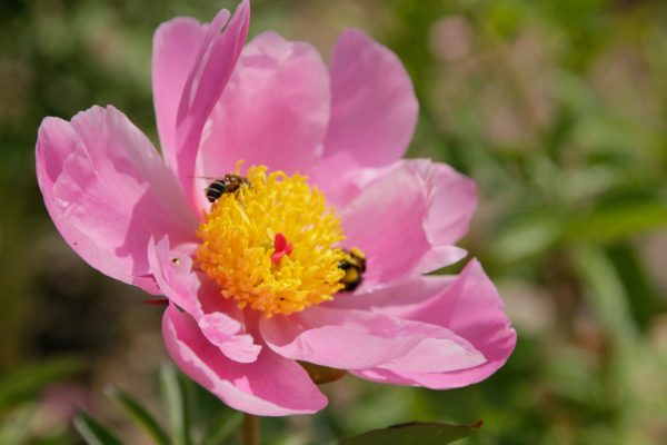Paeonia the Nymph in the garden.