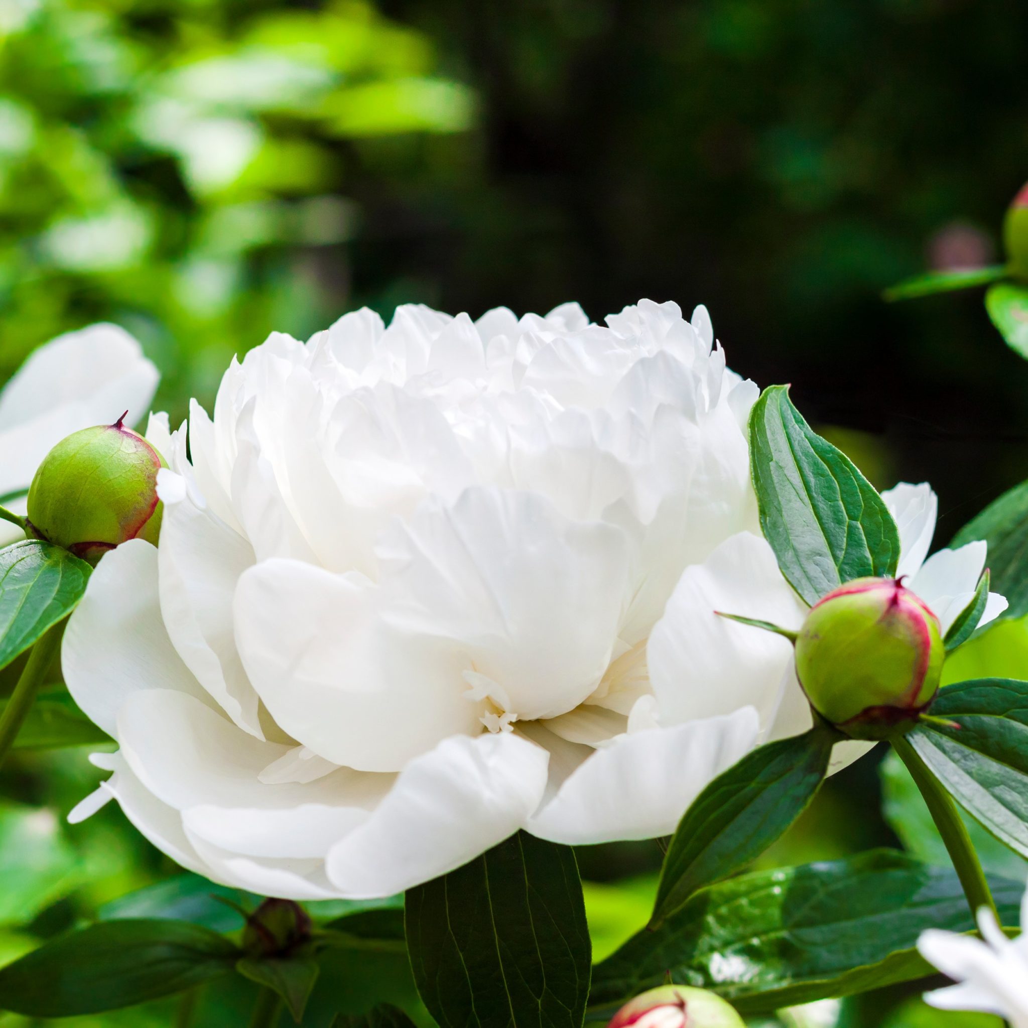 Pivoine herbacée 