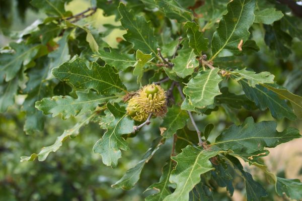 Querrcus cerris- Chêne chevelu- Bio Le Bourgeon